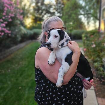 Otis -  Basset Hound Dog for Adoption in Lafayette, California - Otis | PetCurious