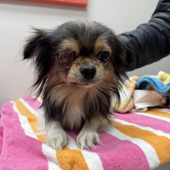 Papillon and Shih Tzu Dogs Available for Adoption - Sherlock | PetCurious