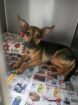Jumbo -  Chihuahua Dog for Adoption in Sullivan, Indiana - Jumbo | PetCurious