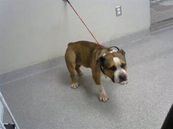 Pit Bull Terrier and Mixed Breed Dogs Available for Adoption - BARNEY | PetCurious