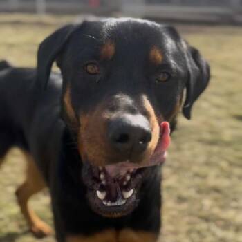 Rottweiler and Doberman Pinscher Dogs Available for Adoption - Atlas | PetCurious