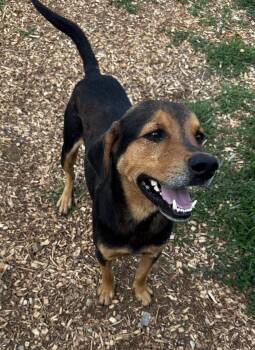Rescue Rottweiler Dogs for Adoption in Rogersville, Tennessee - Axle | PetCurious