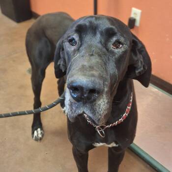 Great Dane Dogs Available for Adoption in Flagstaff, Arizona - Riley | PetCurious