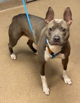 Rescue Mixed Breed Dogs for Adoption in Chamblee, Georgia - Kash | PetCurious