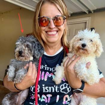 Magic -  Miniature Poodle Dog for Adoption in Park Falls, Wisconsin - Magic | PetCurious