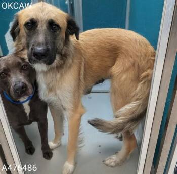 A476486 -  German Shepherd Dog Dog for Adoption in Oklahoma City, Oklahoma - A476486 | PetCurious