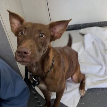 Rescue Mixed Breed Dogs for Adoption in Columbiana, Alabama - Light | PetCurious