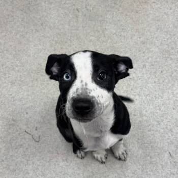 Mixed Breed Dogs Available for Adoption - Skunky | PetCurious