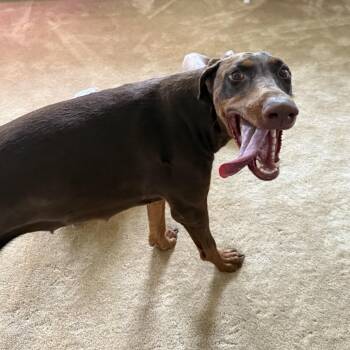 Cairo -  Doberman Pinscher Dog for Adoption in Reisterstown, Maryland - Cairo | PetCurious
