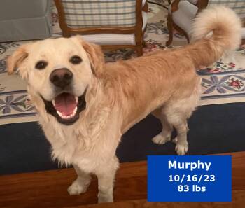 Rescue Golden Retriever and Great Pyrenees Dogs for Adoption in Houston, Texas - Murphy | PetCurious