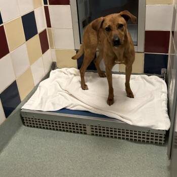 Rhodesian Ridgeback Dogs Available for Adoption in Plano, Texas - Minnie A198771 | PetCurious