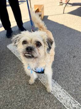 Terrier Dogs Available for Adoption in Vandergrift, Pennsylvania - LARRY | PetCurious