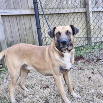 German Shepherd Dog Dogs Available for Adoption - Ranger | PetCurious