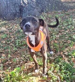 Chihuahua and Pit Bull Terrier Dogs Available for Adoption in Winter Haven, Florida - Athena | PetCurious