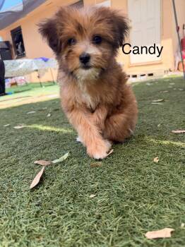 Candy -  Maltipoo Dog for Adoption in Moreno Valley, California - Candy | PetCurious