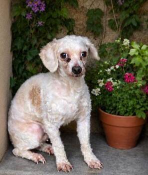 Poodle Dogs Available for Adoption in Malvern, Pennsylvania - Scarlet | PetCurious