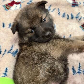 Rescue German Shepherd Dog and Mixed Breed Dogs for Adoption in Detroit, Michigan - Bobby | PetCurious