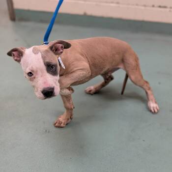 Benton -  Mixed Breed Dog for Adoption in Memphis, Tennessee - Benton | PetCurious