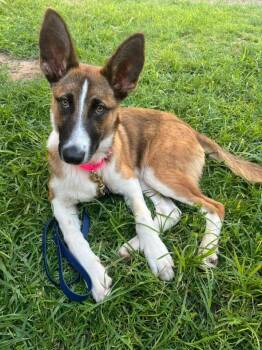 Scout -  Shepherd Dog for Adoption in Manhattan, Kansas - Scout | PetCurious
