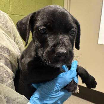 Tot -  Mixed Breed Dog for Adoption in Englewood, Florida - Tot | PetCurious