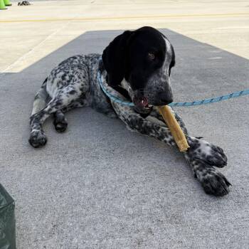 German Shorthaired Pointer Dogs Available for Adoption in Melbourne, Florida - Jimmy | PetCurious