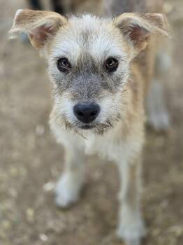 Kimi -  Terrier Dog for Adoption in Penryn, California - Kimi | PetCurious