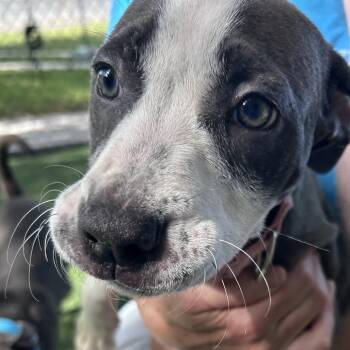 Aberdeen -  Mixed Breed Dog for Adoption - Aberdeen | PetCurious