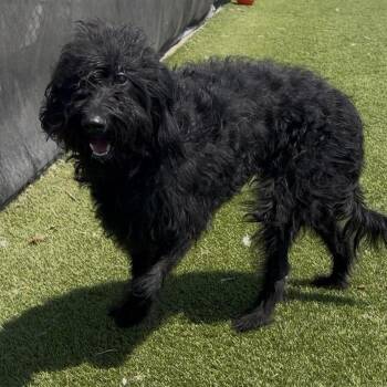 Willa -  Poodle and Mixed Breed Dog for Adoption in Idaho Falls, Idaho - Willa | PetCurious