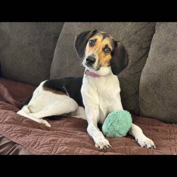 Valentine -  American Foxhound Dog for Adoption in Midlothian, Virginia - Valentine | PetCurious