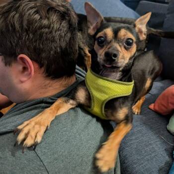Chihuahua Dogs Available for Adoption in Hilton, New York - Jareth | PetCurious