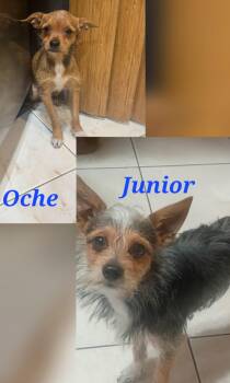 Yorkshire Terrier and Chihuahua Dogs Available for Adoption in Fort Lauderdale, Florida - Oche & Junior | PetCurious