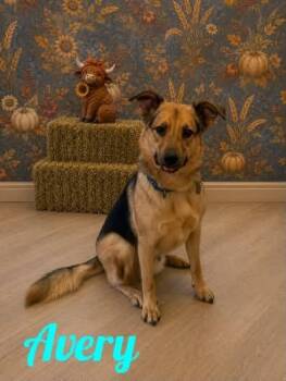 Avery -  German Shepherd Dog and Collie Dog for Adoption in Westbury, New York - Avery | PetCurious