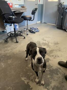 Rescue American Staffordshire Terrier and Mixed Breed Dogs for Adoption in Tallahassee, Florida - DIA | PetCurious