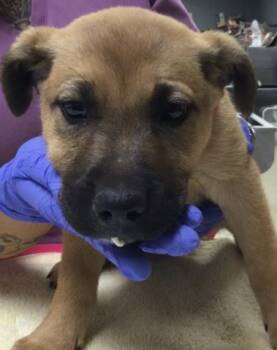Pit Bull Terrier and German Shepherd Dog Dogs Available for Adoption in Riverside, California - FATIMA | PetCurious