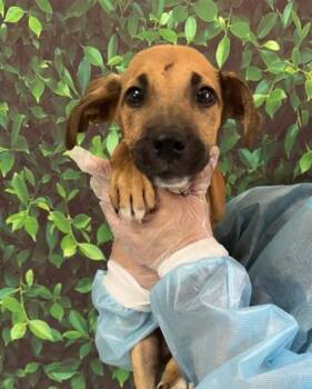Rescue Hound and Mixed Breed Dogs for Adoption in San Antonio, Texas - Puddy | PetCurious