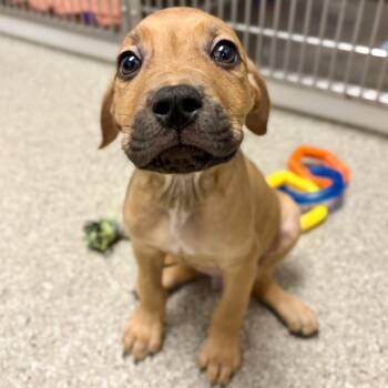 Doc -  Mastiff and Pit Bull Terrier Dog for Adoption in Fullerton, Pennsylvania - Doc | PetCurious