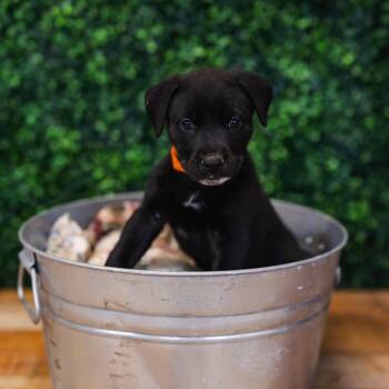 Pit Bull Terrier Dogs Available for Adoption in East St. Louis, Illinois - Tulum | PetCurious