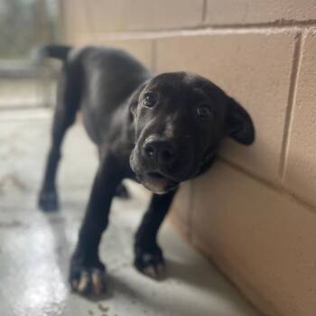 Black Labrador Retriever and Mixed Breed Dogs Available for Adoption in Valley, Alabama - Delilah | PetCurious