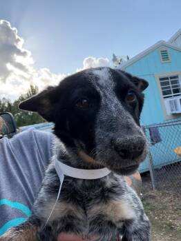 Australian Cattle Dog Blue Heeler Dogs Available for Adoption in Zimmerman, Minnesota - Peppercorn | PetCurious