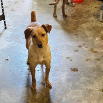 Maven -  Terrier and Mixed Breed Dog for Adoption in Brownsboro, Alabama - Maven | PetCurious