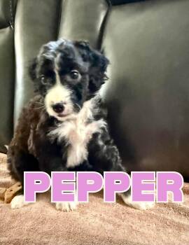 Pepper -  Aussiedoodle Dog for Adoption in Shalimar, Florida - Pepper | PetCurious