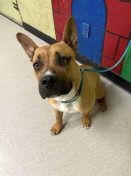 Pit Bull Terrier and Black Mouth Cur Dogs Available for Adoption in Indianapolis, Indiana - ROBIN | PetCurious