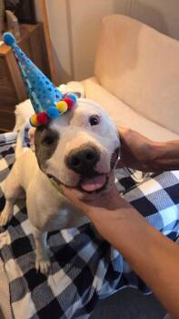 CONWAY -  American Bulldog Dog for Adoption in Houston, Texas - CONWAY | PetCurious