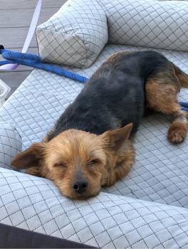 Yorkshire Terrier Dogs Available for Adoption in Warren, Rhode Island - Lilly ( Courtesy ) | PetCurious