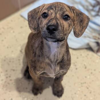 Zion -  Mixed Breed Dog for Adoption in Fenton, Michigan - Zion | PetCurious