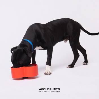 Terrier Dogs Available for Adoption - Nado | PetCurious