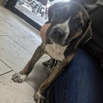 Hound Dogs Available for Adoption in Lufkin, Texas - Tweed | PetCurious