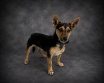 KITT -  Miniature Pinscher and Mixed Breed Dog for Adoption in Winter Haven, Florida - KITT | PetCurious
