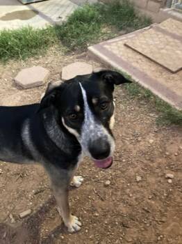 Adelaide -  German Shorthaired Pointer and German Shepherd Dog Dog for Adoption in Phoenix, Arizona - Adelaide | PetCurious