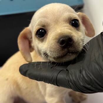 Marigold -  Pug and Mixed Breed Dog for Adoption in Yuma, Arizona - Marigold | PetCurious